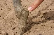 Чому не цвіте і не плодоносить яблуня - що робити чому