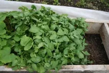 Родючі знаки зодіаку під час сівби сівби