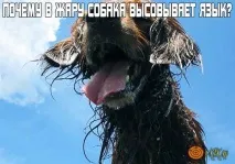 Чому в спеку собака висовує мову Навіщо вона це робить Як собаки справляються зі спекою спеку