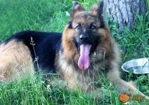 Чому в спеку собака висовує мову Навіщо вона це робить Як собаки справляються зі спекою собака
