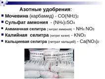 Чому не цвіте і не плодоносить яблуня - що робити робити