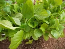 Родючі знаки зодіаку під час сівби родючі
