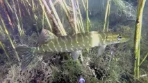 Підводне полювання в очеретах полювання