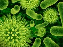 Корисні віруси крадуть імунітет у бактерій віруси