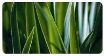 Поля Зелені (Fields of Greens) - набір овочів в 1 таблетці, Корисні властивості. набір