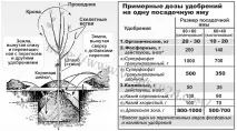 Посадка плодових рослин посадки