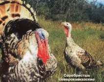 опис