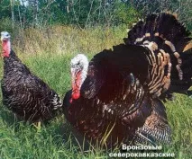 відгуки