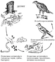 екосистемите