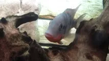 зміст
