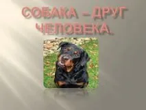 собака