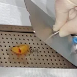 process