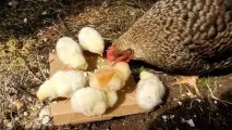 Процес виведення курчат, основні правила виведення