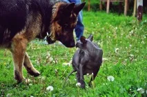 Чи лякає вас вид кота породи - єгипетський сфінкс кота