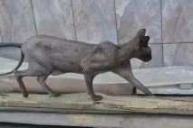 Чи лякає вас вид кота породи - єгипетський сфінкс лякає
