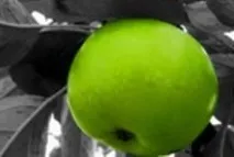 Прямолінійний Dkny Be Delicious від Donna Karan delicious