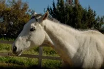 10 способів спілкування з конем, Щасливі Коні щасливі