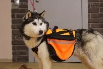 собак