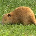 маскою