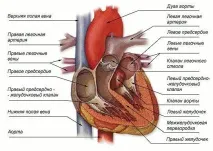 людини