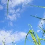 Скільки алкоголь виходить з організму та крові, через який час вийде пиво виходить