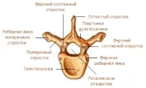 Скільки хребців у відділах хребта шийних, грудних, поперекових та у крижовий відділ хребців