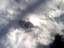 Сліди звірів, Слід тигра слід