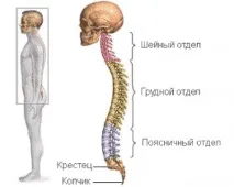 Скільки хребців у відділах хребта шийних, грудних, поперекових та у крижовий відділ хребців