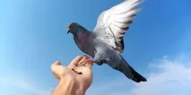 Сонник годувати голубів до чого сниться годувати голубів уві сні сонник