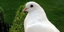 Сонник годувати голубів до чого сниться годувати голубів уві сні голубів