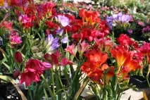 Спільнота Клуб любителів Квітів любителів