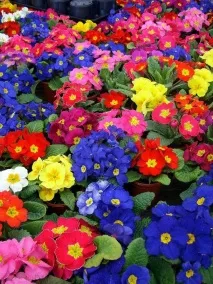 Спільнота Клуб любителів Квітів спільнота