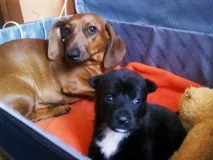2 історії про занапащених цуценят, яких вирвали з лап смерті яких