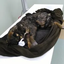 2 історії про занапащених цуценят, яких вирвали з лап смерті історії