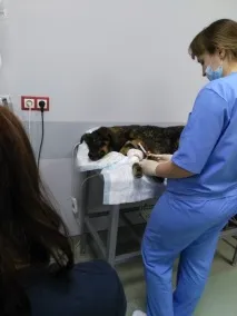 2 історії про занапащених цуценят, яких вирвали з лап смерті цуценят