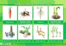 Порівняльна характеристика видозмін кореня коріння