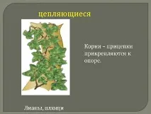 Порівняльна характеристика видозмін кореня порівняльна