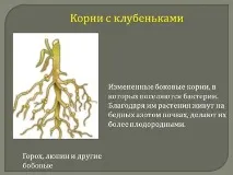 Порівняльна характеристика видозмін кореня порівняльна