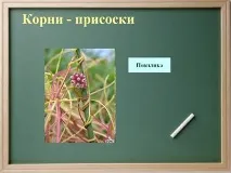 Порівняльна характеристика видозмін кореня характеристика