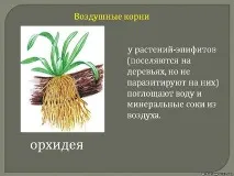 Порівняльна характеристика видозмін кореня характеристика