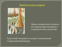 Порівняльна характеристика видозмін кореня характеристика