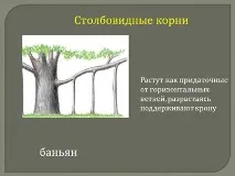 Порівняльна характеристика видозмін кореня характеристика