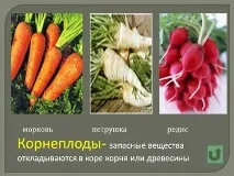 Порівняльна характеристика видозмін кореня характеристика