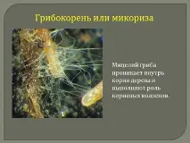 Порівняльна характеристика видозмін кореня рослини