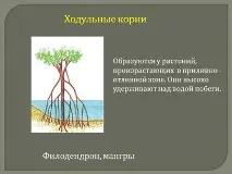 Порівняльна характеристика видозмін кореня кореня