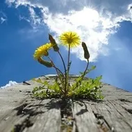 Свято-Єлисаветинський монастир (Мінськ) мінськ