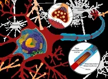 The Human Brain Project, звідки ми знаємо, як влаштований мозок звідки