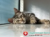 Токсоплазмоз у вагітних – симптоми, лікування токсоплазмоз