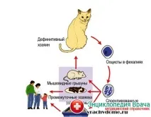 Токсоплазмоз у вагітних – симптоми, лікування токсоплазмоз
