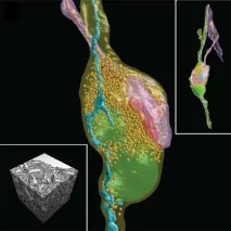 The Human Brain Project, звідки ми знаємо, як влаштований мозок влаштований